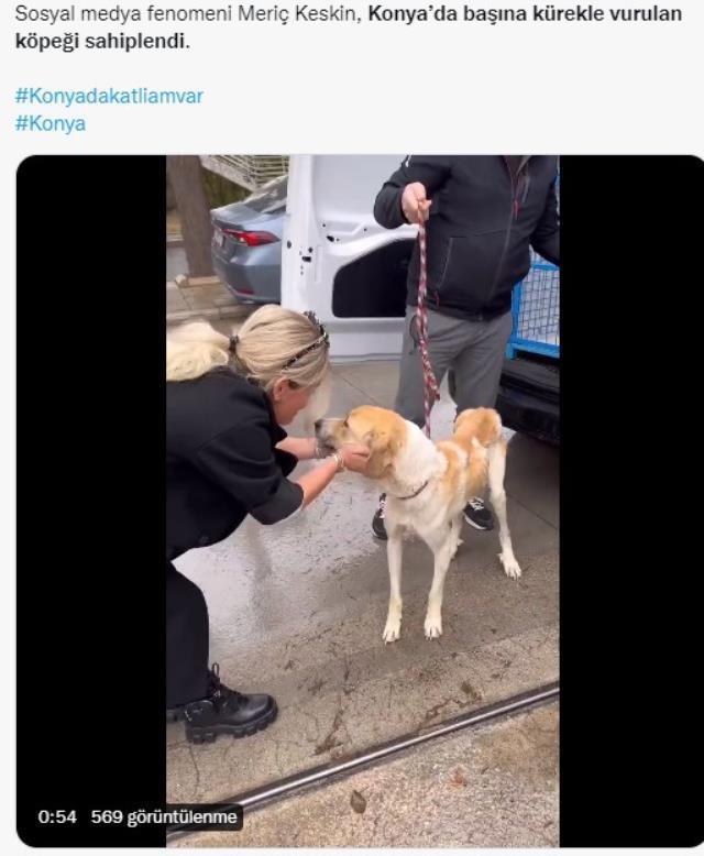 Konya'da başına kürekle vurulan köpeğin yaşadığı iddiası yanlış