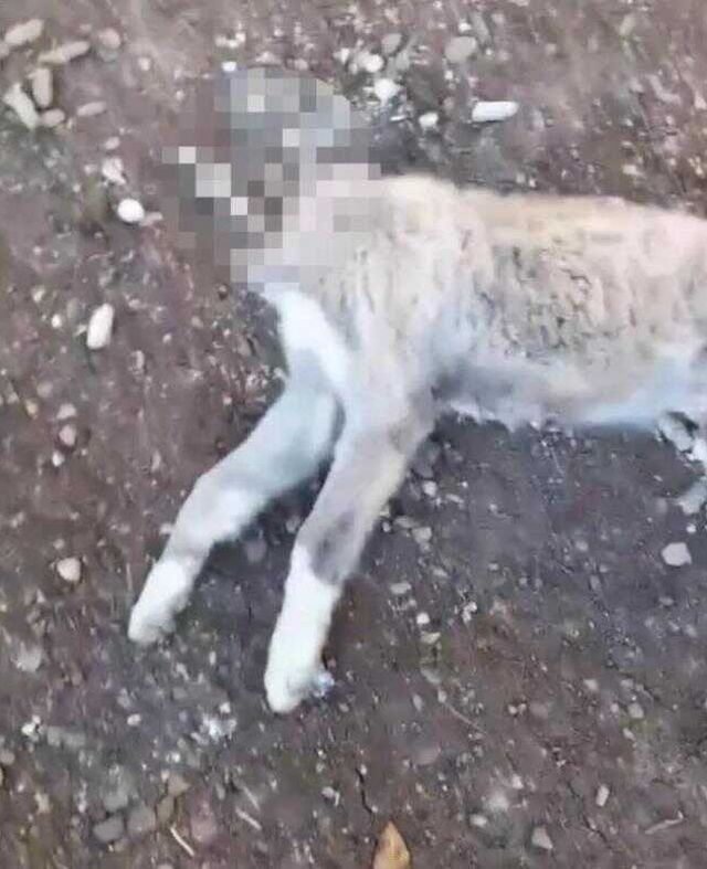 Evin köpeğinin kafasını kesip götürdüler!