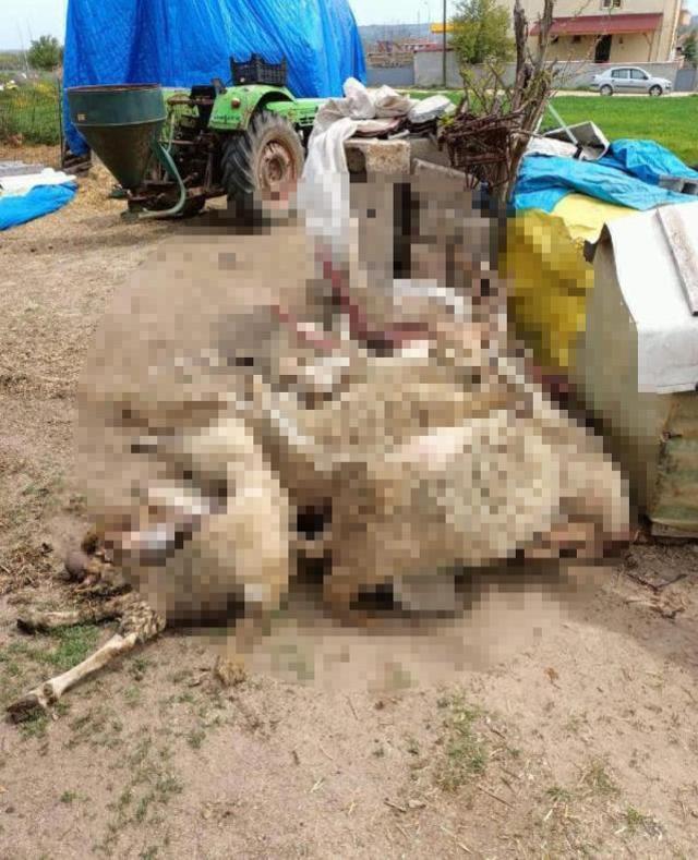 Ahır kapısını yıkık gören çiftçi, koyunlarının parçalandığını anladı! Ağır adımlarla içeri girince gözyaşlarını tutamadı