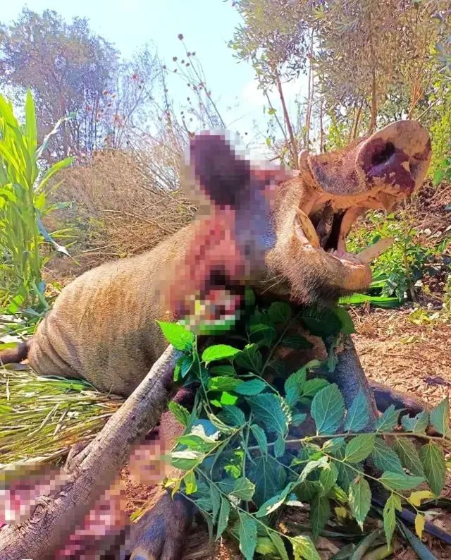 250 kiloluk dev domuz, avcılar tarafından vuruldu