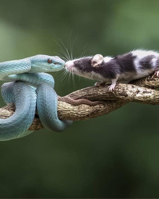 Yılandan fareye ölüm öpücüğü! Fotoğrafın bir sonraki karesi herkesi ürküttü