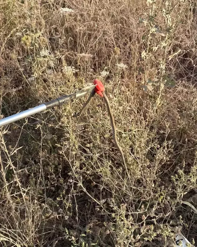Yalova'da yılan ihbarına giden ekipler, market rafındaki dev yılanı kontrol altına aldı