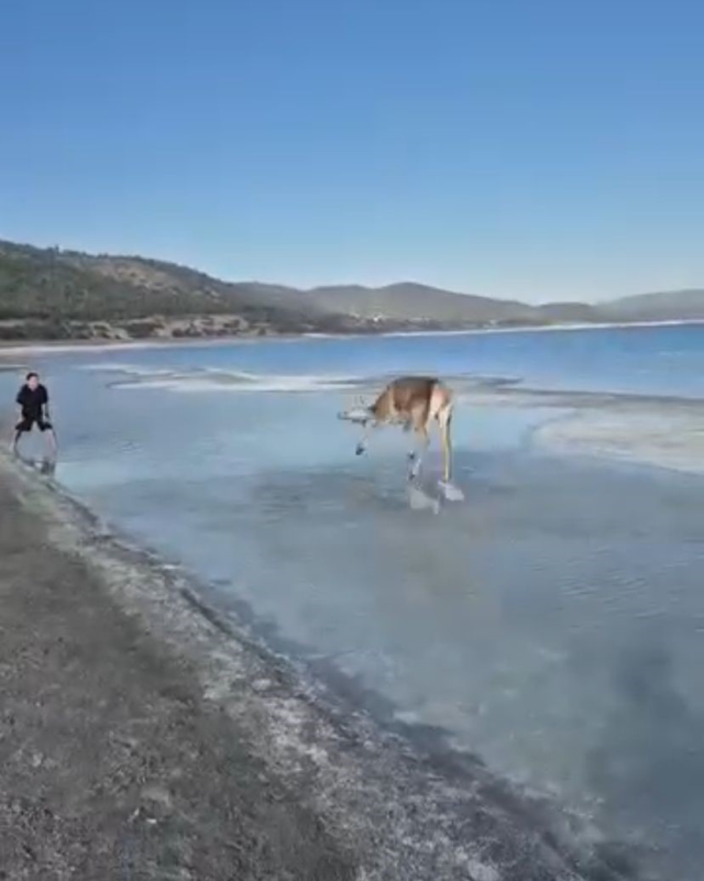 Salda Gölü'nde Kızıl Geyik Ziyaretçileri Şaşırttı
