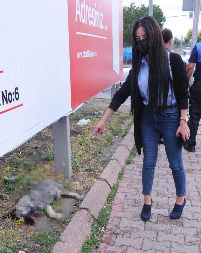 Vicdansızlıkta sınır tanımadılar! Gözlerini oydukları köpeğin, çenesini sert cisimle kırdılar