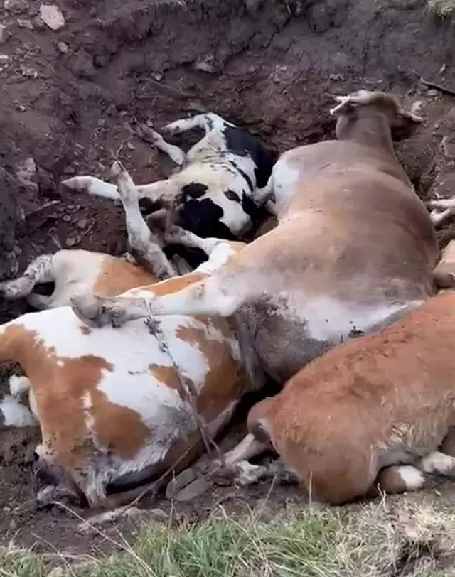Şap hastalığı