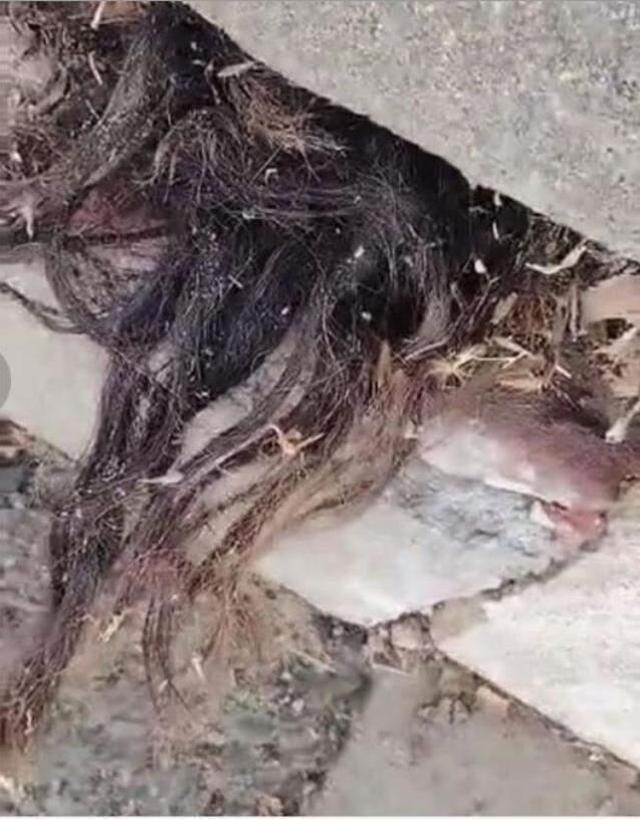 Videoyu elleri titreyerek çekti! Mezardan dışarı sarkan saçın gizemi merak ediliyor