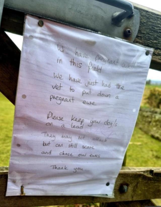 Hamile koyunları paramparça edilen çiftçinin, çit üzerine bıraktığı not yürekleri parçaladı