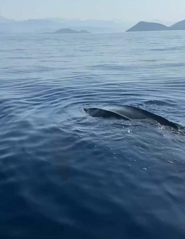 Okyanuslarda yaşayan deri sırtlı deniz kaplumbağası Türkiye'de ilk kez görüntülendi