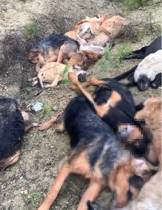 Bilecik'te 14 köpeğin ölümüne ilişkin 4 kişi gözaltına alındı