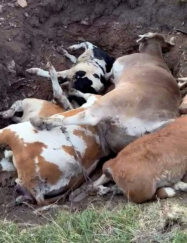 Ardahan'da ölen hayvan sayısı korkunç boyutlara ulaştı