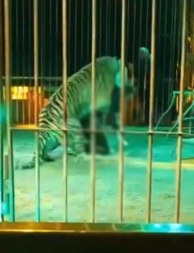 Sirkte gösteri yapan bakıcıya kaplan saldırdı! Sonrası korkunç