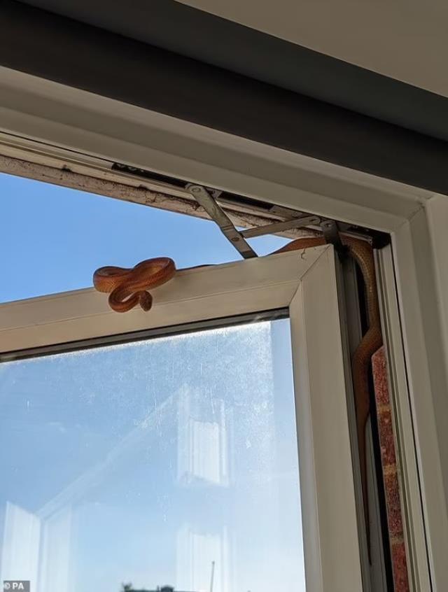 Yatağında mışıl mışıl uyuyan kadın, uyandığı sırada pencereden sarkan yılanla göz göze geldi