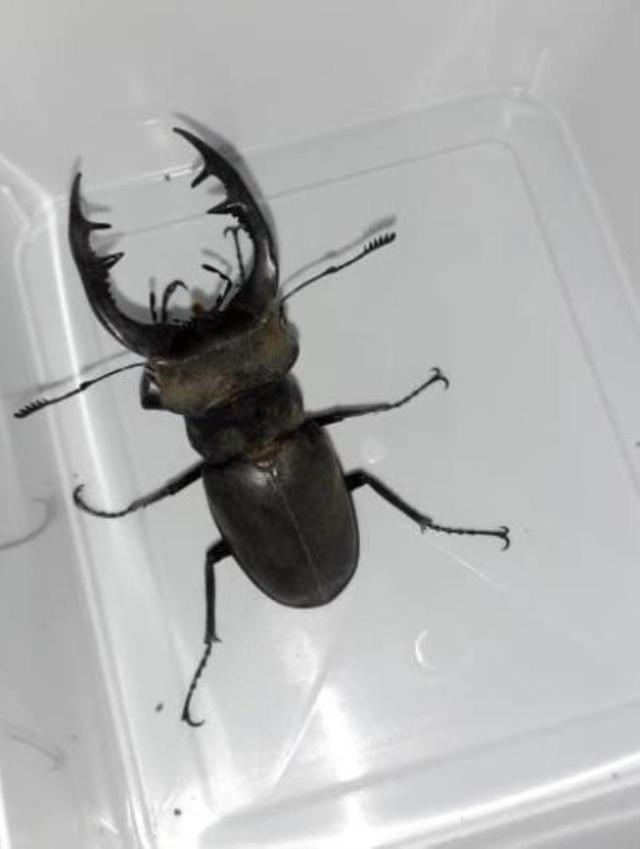 Adıyaman'da çalılıkların arasında ortaya çıktı, kırmızı listede aranan Böceklerin Kralı'nı tek kişi görebildi