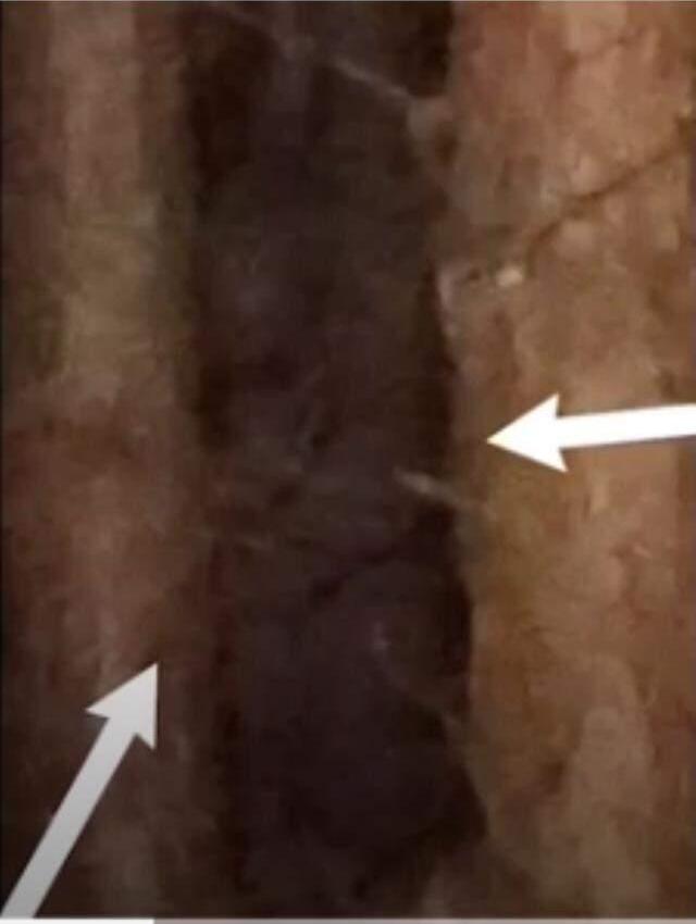 Gece yarısı ormana giren Youtuber'ın zor anları! Esrarengiz koca ayak karşısına çıktı