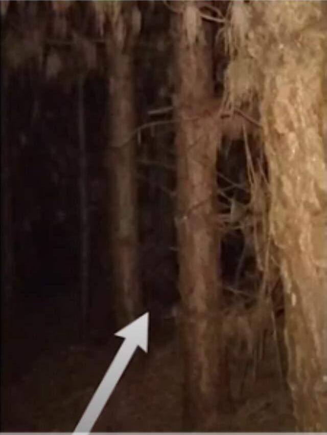 Gece yarısı ormana giren Youtuber'ın zor anları! Esrarengiz koca ayak karşısına çıktı