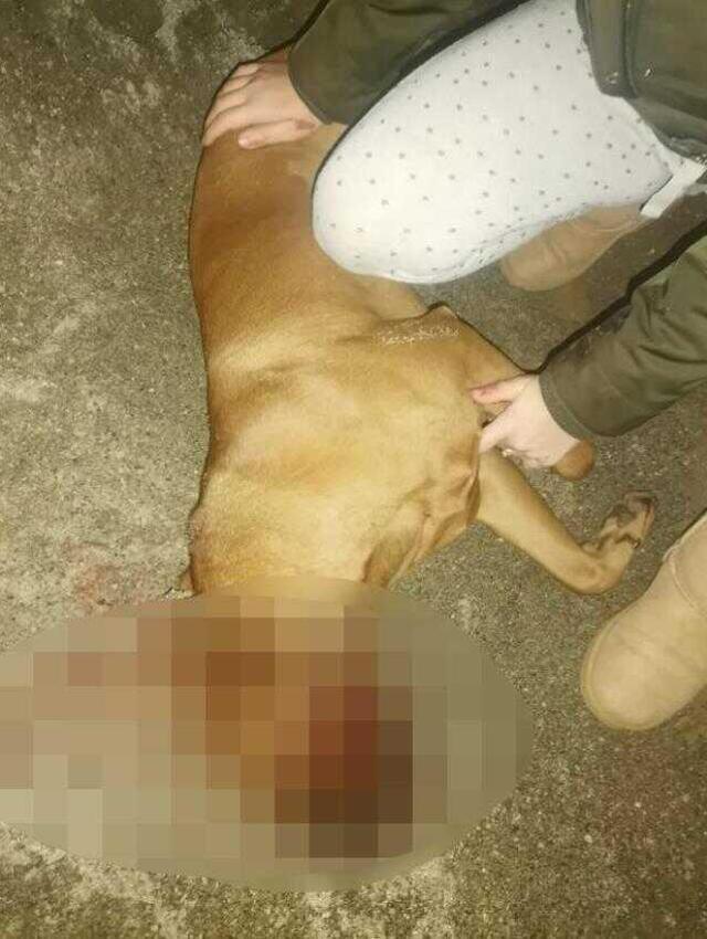 Otizmli gencin köpeği silahla öldürüldü, mahalle karıştı