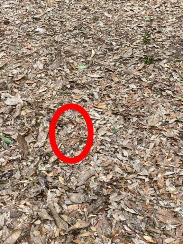 Dünyanın en ölümcül yılanı ormanda ortaya çıktı! Kendini öyle bir gizliyor ki kimseye görünmüyor