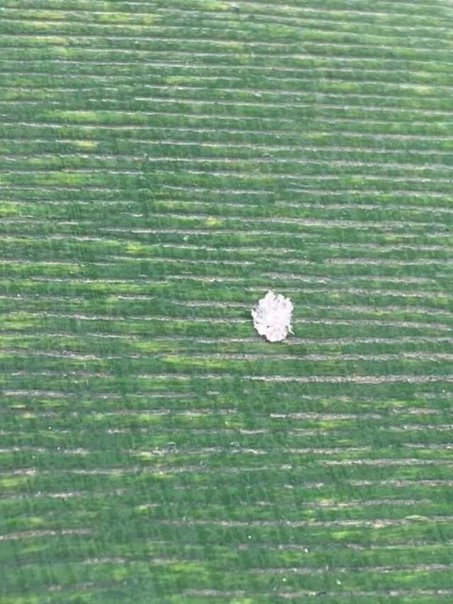 Ekvator böceği Türkiye'de görülmeye başlandı! Şeklini ve asıl yaşadığı yeri duyanlar heyecanlanıyor