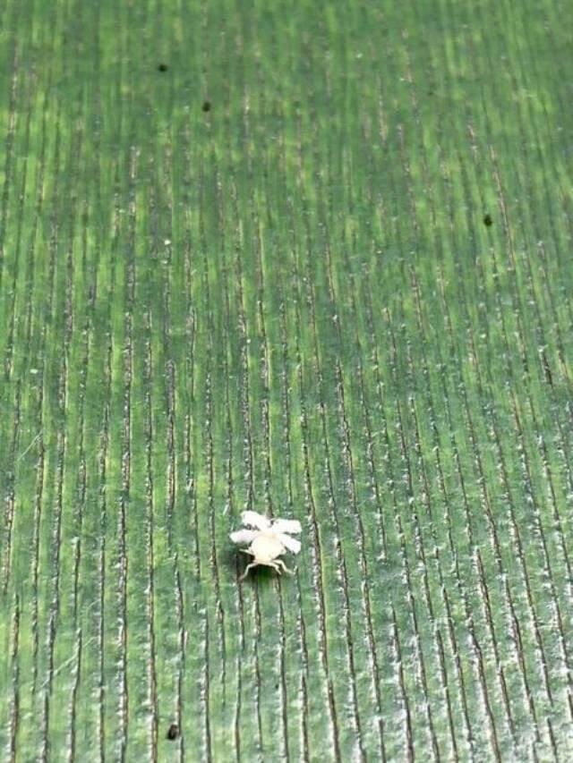 Ekvator böceği Türkiye'de görülmeye başlandı! Şeklini ve asıl yaşadığı yeri duyanlar heyecanlanıyor