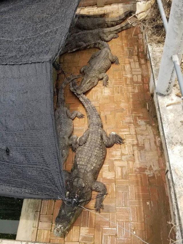 Böylesi ne duyuldu ne de görüldü! İdrarını yaptığı süs havuzunun içine düşen adamı timsahlar yedi