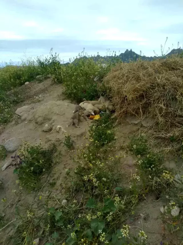 Biz onları düşman bilirdik! Tilki ve köpek yavruları aynı yuvada büyüyor, görenler şaşırıyor