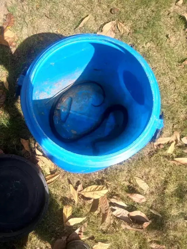 Tam yatmaya hazırlanırken karyolanın altından zıplayan dev yılan nedeniyle şoka girdi