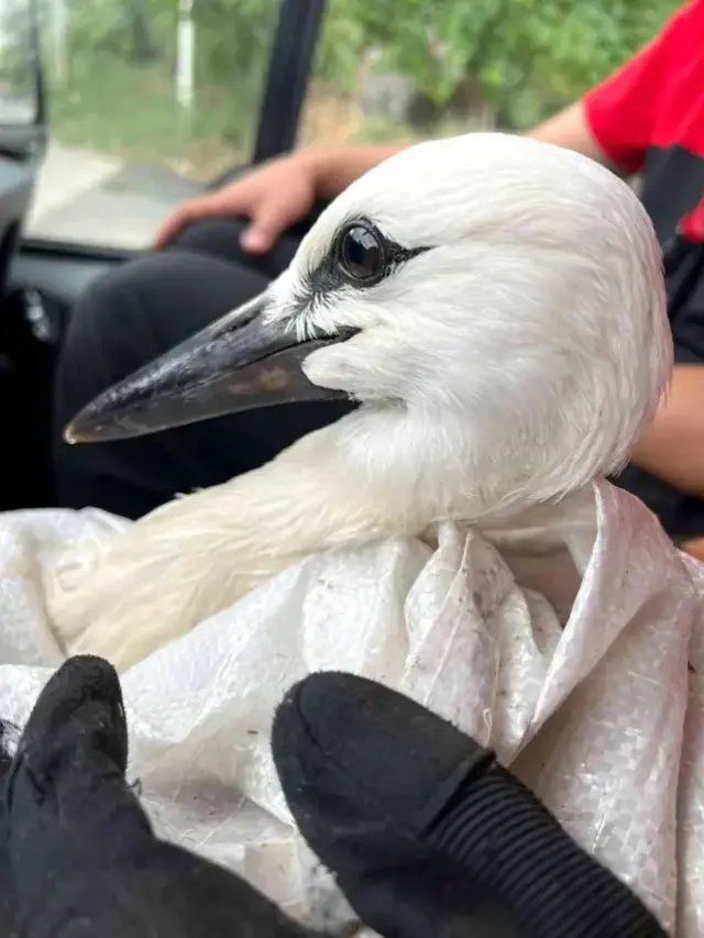 Cami kubbesindeki yuvadan düşen yavru leyleğe müthiş kurtarma