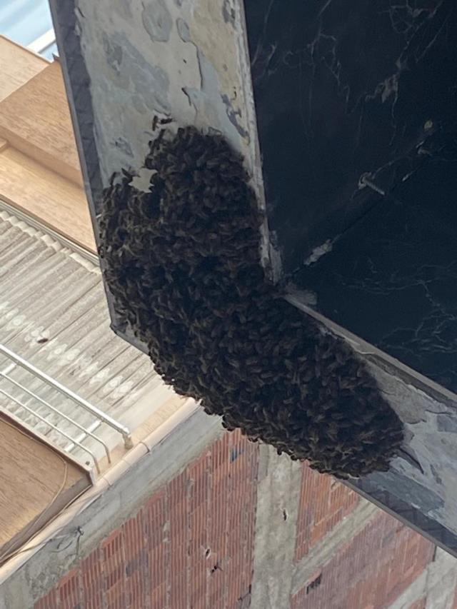 Yer: Bursa! Kraliçelerini takip eden binlerce arı mahalleyi istila etti