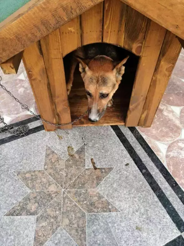 Alacak verecek meselesi yüzünden tartıştığı arkadaşına sinirlenip aynı ismi sahip köpeği öldürdü