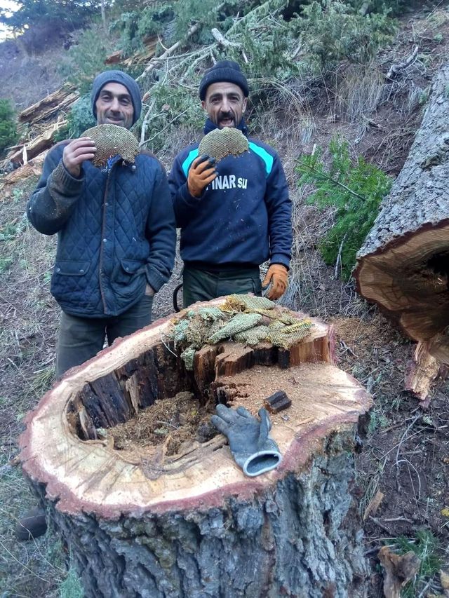 Kestikleri ağacın kovuğundan çıkan bala, işçiler bile inanamadı
