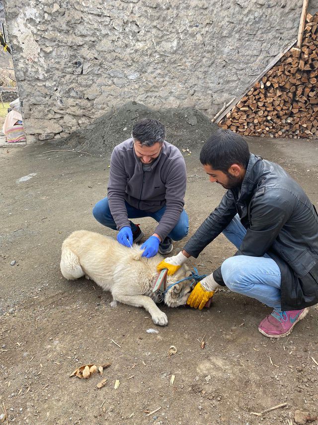 Bitlis'ten sonra bu sefer de Kars! 1 köy kuduz nedeniyle karantinaya alındı