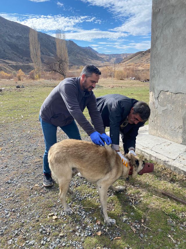 Bitlis'ten sonra bu sefer de Kars! 1 köy kuduz nedeniyle karantinaya alındı