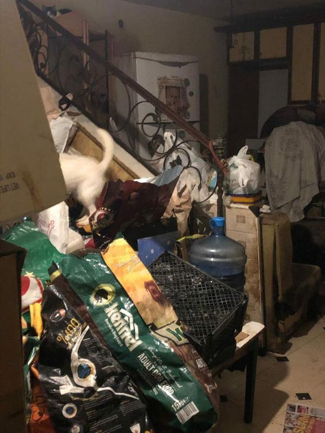 Evinde ölü kedi ve köpekler bulunan adamın savcılıktaki ifadesi kan dondurdu