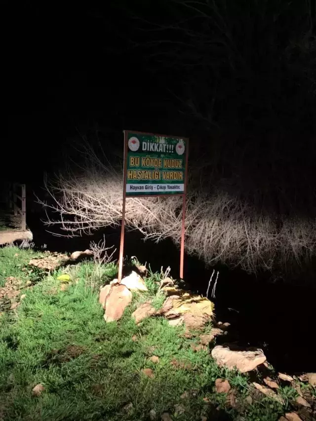 Kuduz paniği yeniden hortladı! 3 köy karantinaya alındı, 6 ay boyunca sürecek