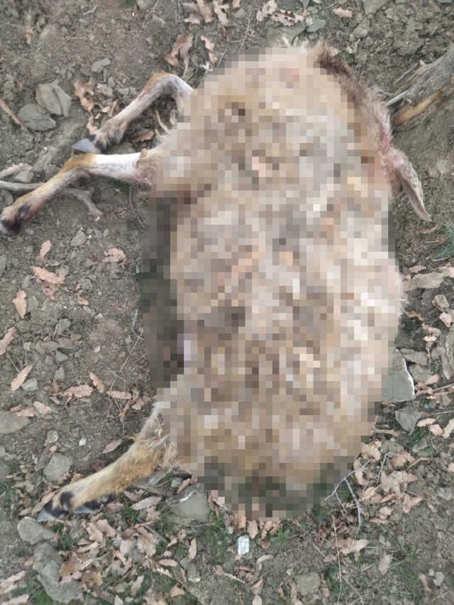 Kulp'ta başıboş köpekler 11 keçiyi telef etti