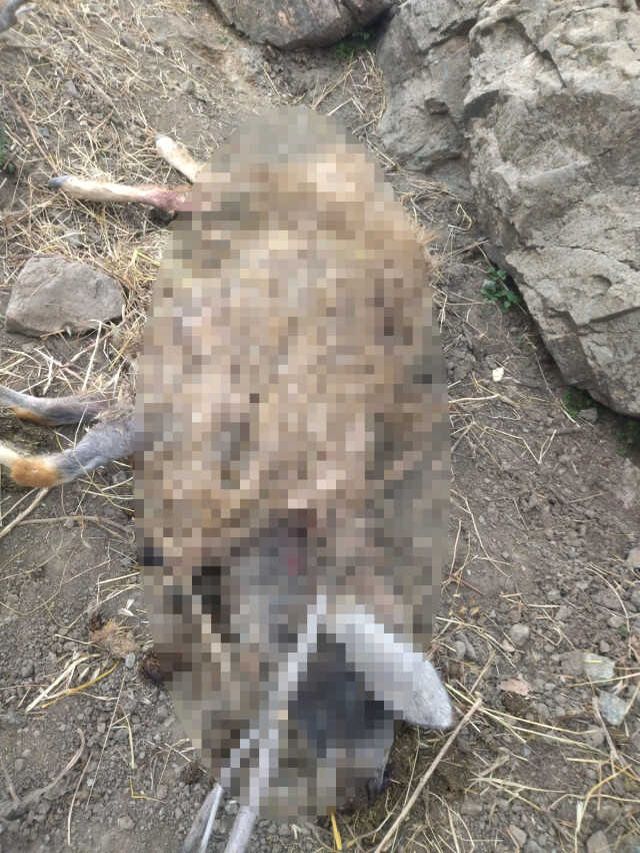 Kulp'ta başıboş köpekler 11 keçiyi telef etti
