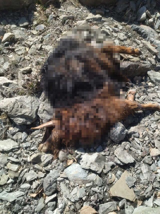 Kulp'ta başıboş köpekler 11 keçiyi telef etti