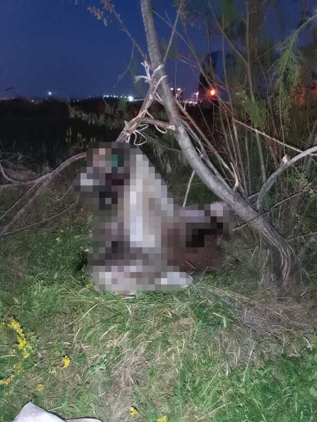 Ankara'da 17 köpek ağaca asılmış halde bulundu