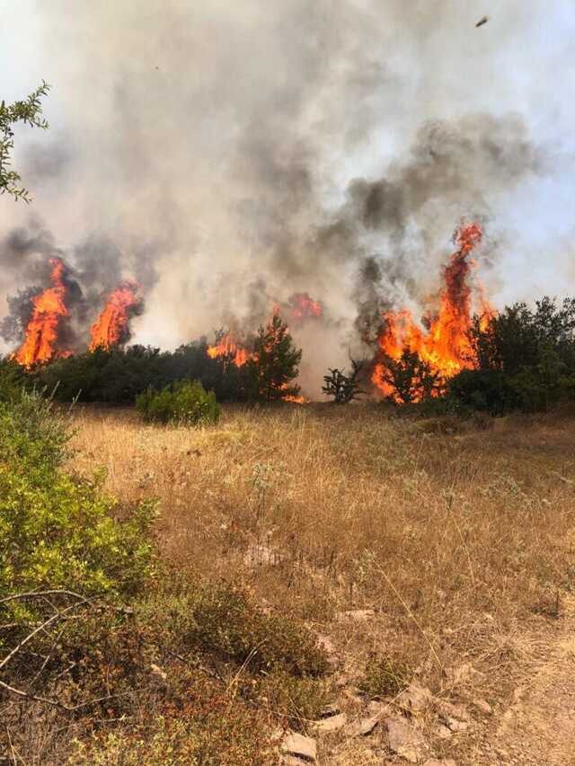 Muğla'nın Milas ilçesinde orman yangını çıktı