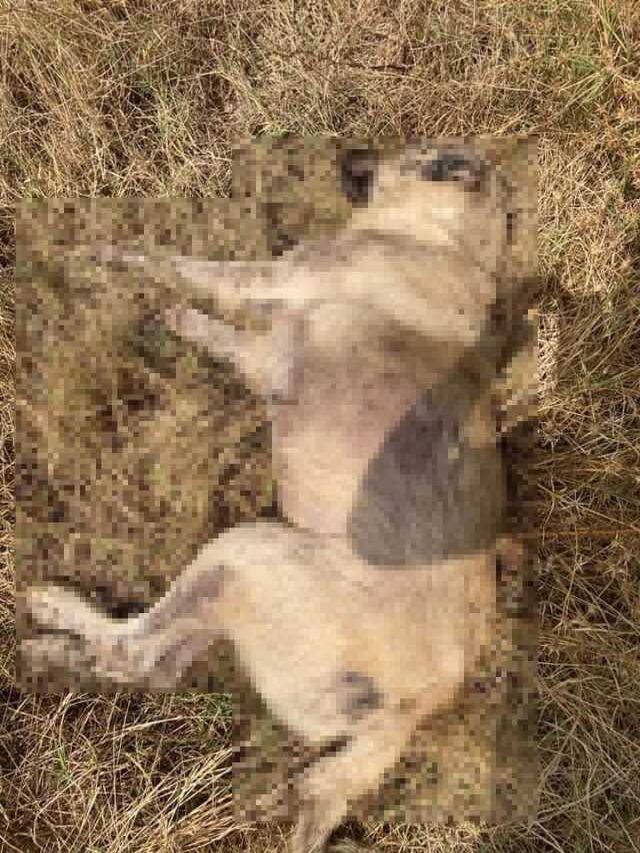 Çanakkale'de 14 kedi ve 4 köpek zehirlenerek telef oldu