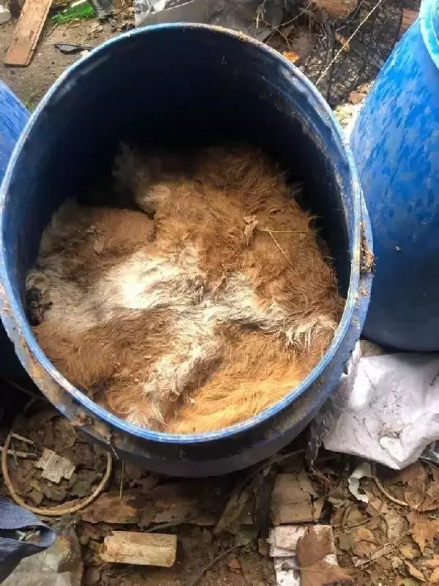 Site otoparkını mezbahaya çevirmişler! Tamı tamına 1,5 ton et ele geçirildi