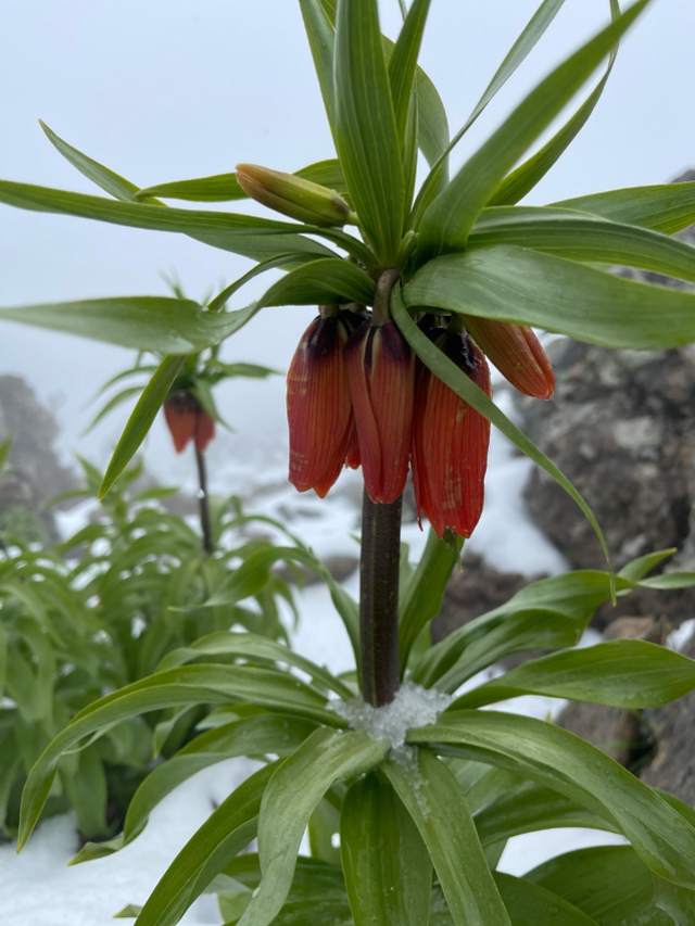 7 kilometre yürüyüp çıktığı yaylada kar altındaki ters laleleri görüntüledi