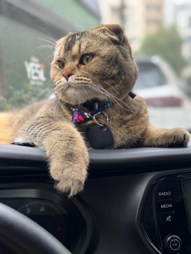 Kayıp kedisi için 15 bin lira ödül koydu: Bulamazsam eşim beni boşayacak