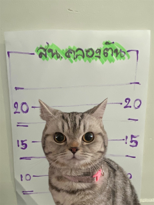 Tayland'da Agresif Kedi Polislerden Sabıka Yüzünden Gözaltına Alındı