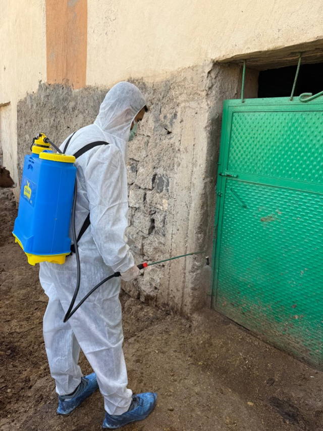 Şırnak'ta şap hastalığı tespit edildi, bir köy karantinaya alındı