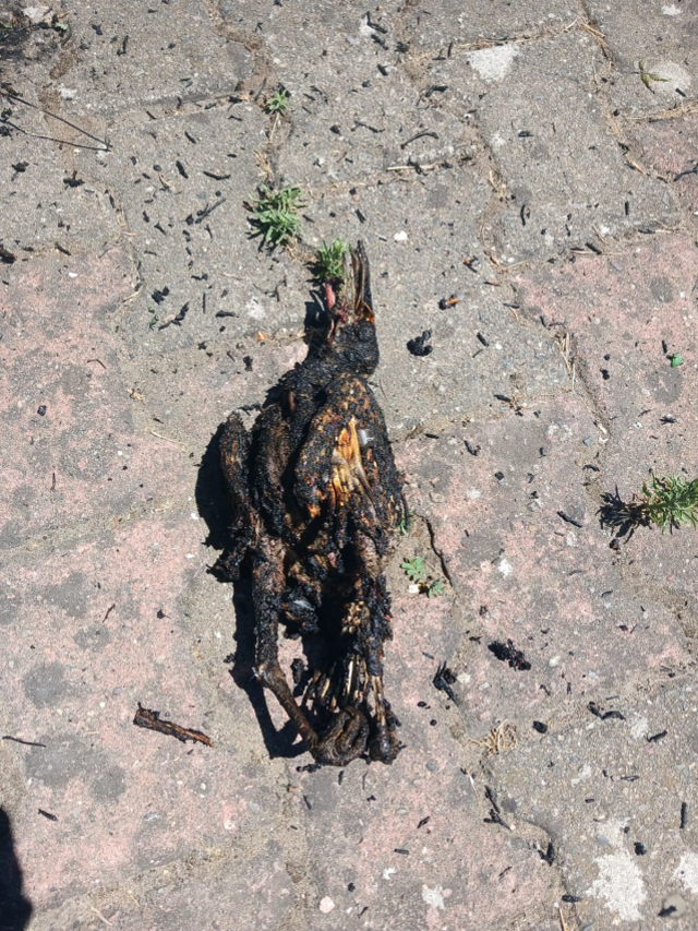 Yüksek gerilim hattına konan karga yangın çıkardı