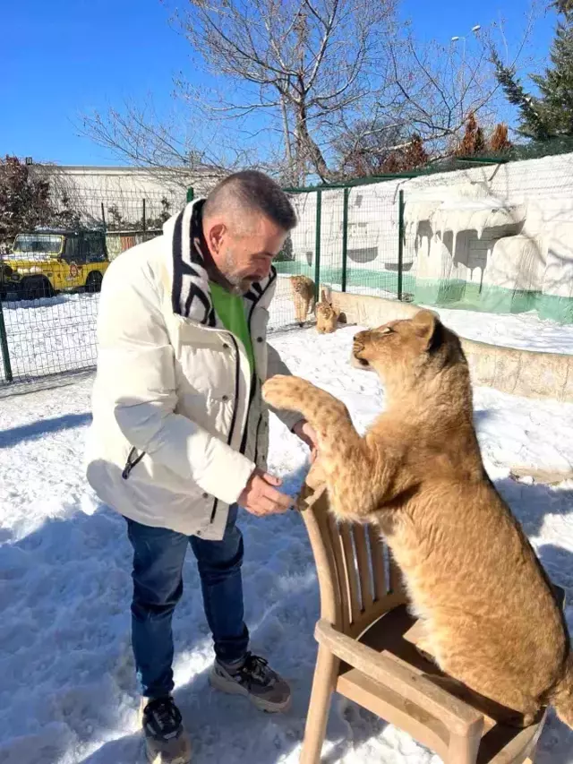 Çiftçiye saldıran aslanın sahibinden inanılmaz savunma