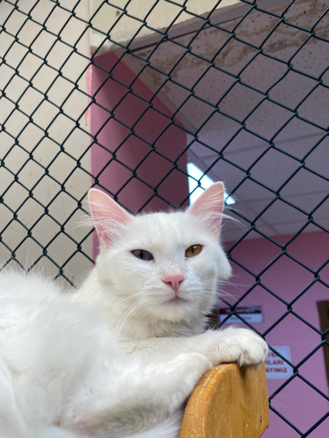 Türkiye'nin Gururu Van Kedileri: Dünyada Eşi Benzeri Yok