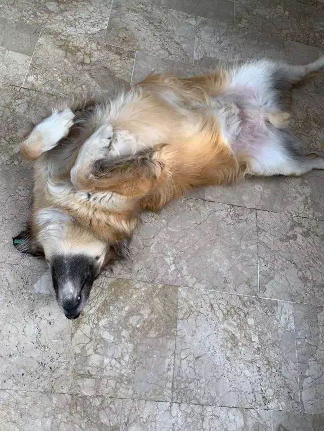 Doktoru kedi tüyü mü öldürdü? Son noktayı Veteriner Hekimler Odası Başkanı koydu