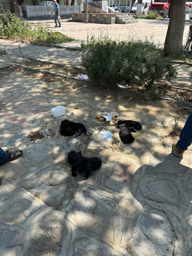 İddia vahim! Tavuk etini yiyen çok sayıda kedi ve köpek telef oldu